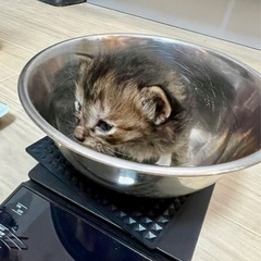 さくら ♀ 1ヶ月未満 【キジトラ】【三毛猫】