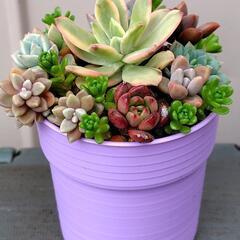 多肉植物　寄せ植え　紫鉢