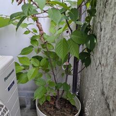 河津桜　鉢植え