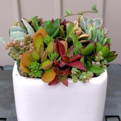 多肉植物　寄せ植え【スクエア鉢③】の画像