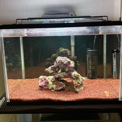 希少な熱帯魚、飼育簡単、小型淡水フグ、テトラオドンミウルス　飼育...