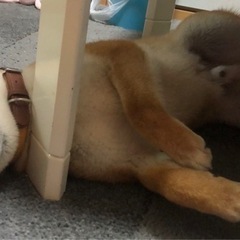 お取り引き先決定！！4歳の柴犬