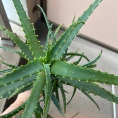 キダチアロエの画像