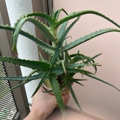 キダチアロエの画像