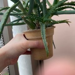 キダチアロエの画像