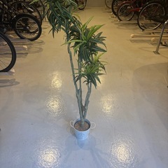 観葉植物(フェイクグリーン)の画像