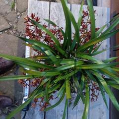 値下中　ミツバチ蘭　養蜂　分蜂　キンリョウヘン　開花中