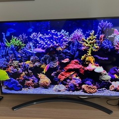 テレビ LG LCD UHD 43 インチ (111 cm)