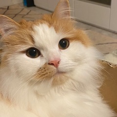 見つかりました！迷い猫探しています！
