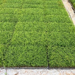R7コシヒカリ苗の画像