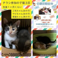 保護猫の譲渡会ニャ！2025/5/18(日) 名古屋市 中…