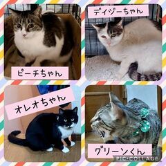 保護猫の譲渡会ニャ！2025/5/18(日) 名古屋市 中村区  - 名古屋市