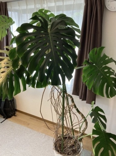 エクストリーム❗️モンステラ デリシオーサ 根上り❗