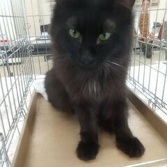保護猫の譲渡会ニャ！2025/5/18(日) 名古屋市 中村区  − 愛知県