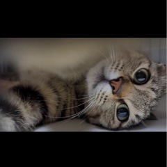 里親募集中🐱約8ヶ月　小顔のキジトラくん