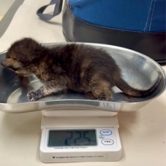 こはる ♀ 1ヶ月未満 【黒猫】 - 猫
