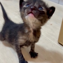 こはる ♀ 1ヶ月未満 【黒猫】