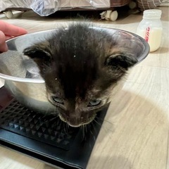 こはる ♀ 1ヶ月未満 【黒猫】 − 埼玉県