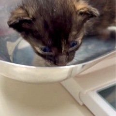 こはる ♀ 1ヶ月未満 【黒猫】 - 三郷市