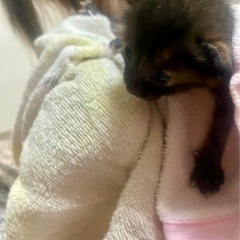 こはる ♀ 1ヶ月未満 【黒猫】 - 里親募集