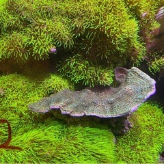 コモンサンゴ　海水　水槽　サンゴ　グリーン