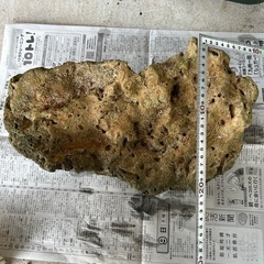 ライブロック　海水魚　珊瑚　アクアリウムの画像