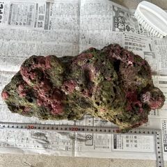 ライブロック　海水魚　珊瑚　アクアリウム