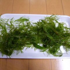 ★★受付中 無料 水草 マツモ