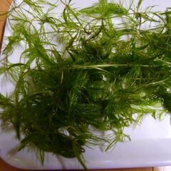 ★★ 2名様限定 無料 水草 マツモの画像