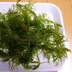★★ 2名様限定 無料 水草 マツモの画像