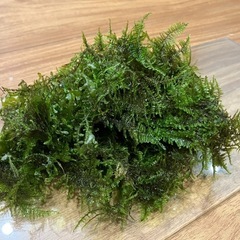 ミナミヌマエビ10匹とウィローモスの画像