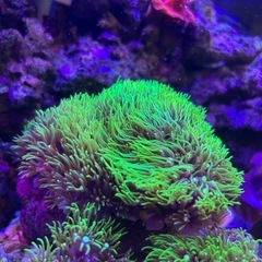 サンゴ　スターポリプ②の画像