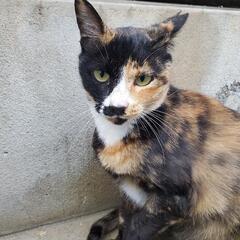 とっても人なつっこい保護猫のミーちゃんです🎵