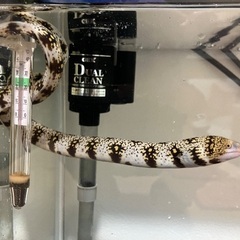 海水魚　熱帯魚　カニ　エビ　海藻
