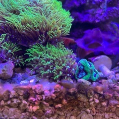 サンゴ