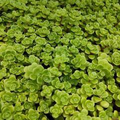 丸葉万年草30カット