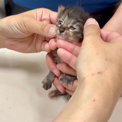 きぃ ♀ 1ヶ月未満 【鍵猫】