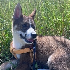 【相談中】人懐っこく大人しい四国犬の男の子