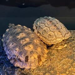 石亀 クサガメ