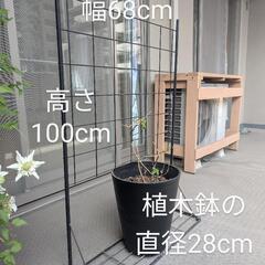 ハゴロモジャスミンの画像