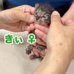 【緊急募集 5月14日、15日 5匹譲渡可能の方】5匹の小さな兄妹 - 里親募集