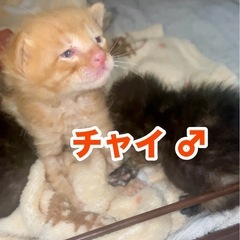 5匹の小さな兄妹
