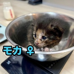 【緊急募集 5月14日、15日 5匹譲渡可能の方】5匹の小さな兄妹 − 埼玉県