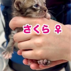 【緊急募集 5月14日、15日 5匹譲渡可能の方】5匹の小さな兄妹 - 三郷市
