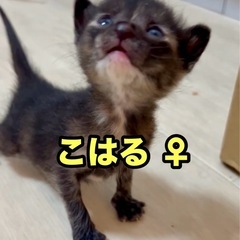 【緊急募集 5月14日、15日 5匹譲渡可能の方】5匹の小さな兄妹 - 猫