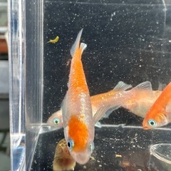 メダカ【レッドクリフ紅白(変わり柄)】　５匹　の画像