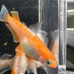 メダカ【レッドクリフ紅白(変わり柄)】　５匹　の画像