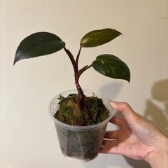 観葉植物　フィロデンドロン