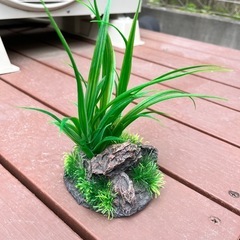 水槽ディスプレイ用水草🌿めだか・メダカ・金魚