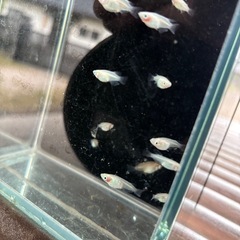 メダカ